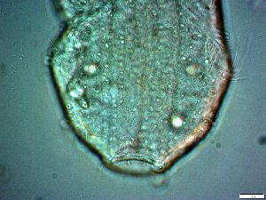 ( - AMU2.3)  @11 [ ] Copyright (2014) Malgorzata Kolicka Department of Animal Taxonomy and Ecology; Adam Mickiewicz University, Poznan