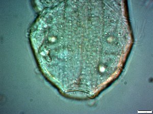  ( - AMU2.3)  @11 [ ] Copyright (2014) Malgorzata Kolicka Department of Animal Taxonomy and Ecology; Adam Mickiewicz University, Poznan