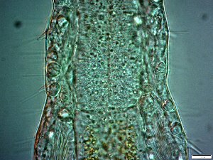  ( - AMU2.3)  @11 [ ] Copyright (2014) Malgorzata Kolicka Department of Animal Taxonomy and Ecology; Adam Mickiewicz University, Poznan