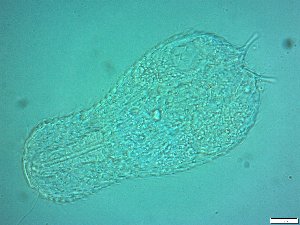  ( - AMU217.8)  @11 [ ] Copyright (2014) Malgorzata Kolicka Department of Animal Taxonomy and Ecology; Adam Mickiewicz University, Poznan
