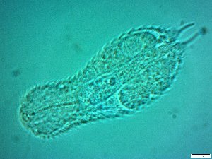  ( - AMU217.8)  @11 [ ] Copyright (2014) Malgorzata Kolicka Department of Animal Taxonomy and Ecology; Adam Mickiewicz University, Poznan