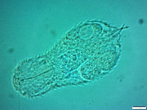  ( - AMU217.8)  @11 [ ] Copyright (2014) Malgorzata Kolicka Department of Animal Taxonomy and Ecology; Adam Mickiewicz University, Poznan
