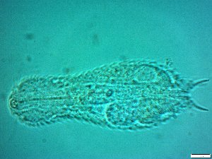  ( - AMU217.8)  @11 [ ] Copyright (2014) Malgorzata Kolicka Department of Animal Taxonomy and Ecology; Adam Mickiewicz University, Poznan