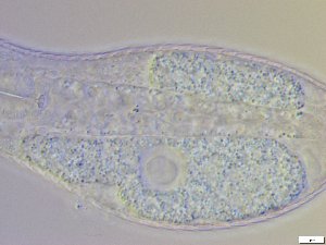  ( - GA_10.10)  @11 [ ] Copyright (2016) Malgorzata Kolicka Department of Animal Taxonomy and Ecology; Adam Mickiewicz University, Poznan
