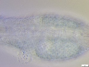  ( - GA_10.10)  @11 [ ] Copyright (2016) Malgorzata Kolicka Department of Animal Taxonomy and Ecology; Adam Mickiewicz University, Poznan