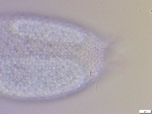  ( - GA_10.10)  @11 [ ] Copyright (2016) Malgorzata Kolicka Department of Animal Taxonomy and Ecology; Adam Mickiewicz University, Poznan