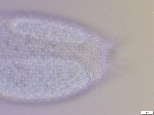  ( - GA_10.10)  @11 [ ] Copyright (2016) Malgorzata Kolicka Department of Animal Taxonomy and Ecology; Adam Mickiewicz University, Poznan