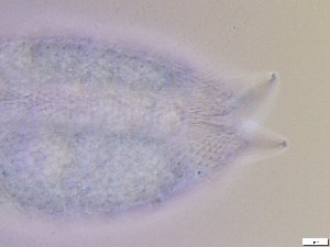  ( - GA_10.10)  @11 [ ] Copyright (2016) Malgorzata Kolicka Department of Animal Taxonomy and Ecology; Adam Mickiewicz University, Poznan