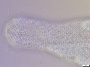  ( - GA_10.10)  @11 [ ] Copyright (2016) Malgorzata Kolicka Department of Animal Taxonomy and Ecology; Adam Mickiewicz University, Poznan