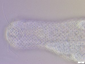  ( - GA_10.10)  @11 [ ] Copyright (2016) Malgorzata Kolicka Department of Animal Taxonomy and Ecology; Adam Mickiewicz University, Poznan