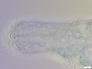  ( - GA_10.10)  @11 [ ] Copyright (2016) Malgorzata Kolicka Department of Animal Taxonomy and Ecology; Adam Mickiewicz University, Poznan