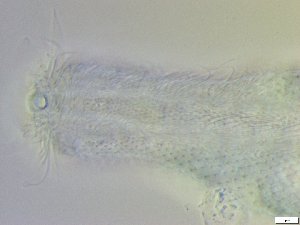  ( - GA_10.10)  @11 [ ] Copyright (2016) Malgorzata Kolicka Department of Animal Taxonomy and Ecology; Adam Mickiewicz University, Poznan