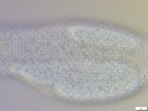  ( - GA_10.10)  @11 [ ] Copyright (2016) Malgorzata Kolicka Department of Animal Taxonomy and Ecology; Adam Mickiewicz University, Poznan