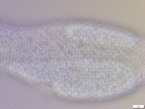  ( - GA_10.10)  @11 [ ] Copyright (2016) Malgorzata Kolicka Department of Animal Taxonomy and Ecology; Adam Mickiewicz University, Poznan