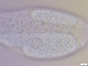  ( - GA_10.10)  @11 [ ] Copyright (2016) Malgorzata Kolicka Department of Animal Taxonomy and Ecology; Adam Mickiewicz University, Poznan