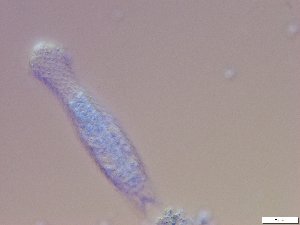 ( - GA_10.14)  @11 [ ] Copyright (2016) Malgorzata Kolicka Department of Animal Taxonomy and Ecology; Adam Mickiewicz University, Poznan