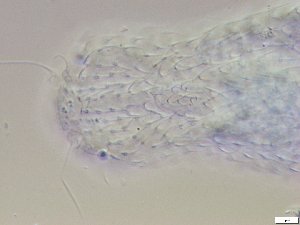  ( - GA_10.14)  @11 [ ] Copyright (2016) Malgorzata Kolicka Department of Animal Taxonomy and Ecology; Adam Mickiewicz University, Poznan