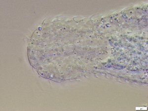  ( - GA_10.14)  @11 [ ] Copyright (2016) Malgorzata Kolicka Department of Animal Taxonomy and Ecology; Adam Mickiewicz University, Poznan