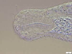  ( - GA_10.14)  @11 [ ] Copyright (2016) Malgorzata Kolicka Department of Animal Taxonomy and Ecology; Adam Mickiewicz University, Poznan