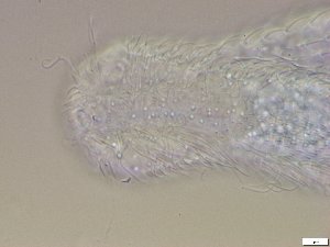  ( - GA_10.14)  @11 [ ] Copyright (2016) Malgorzata Kolicka Department of Animal Taxonomy and Ecology; Adam Mickiewicz University, Poznan