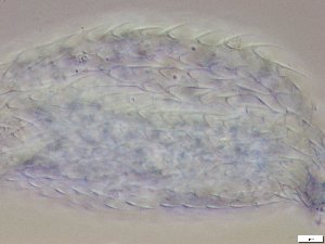  ( - GA_10.14)  @11 [ ] Copyright (2016) Malgorzata Kolicka Department of Animal Taxonomy and Ecology; Adam Mickiewicz University, Poznan