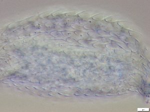  ( - GA_10.14)  @11 [ ] Copyright (2016) Malgorzata Kolicka Department of Animal Taxonomy and Ecology; Adam Mickiewicz University, Poznan