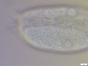  ( - GA_10.5)  @11 [ ] Copyright (2016) Malgorzata Kolicka Department of Animal Taxonomy and Ecology; Adam Mickiewicz University, Poznan