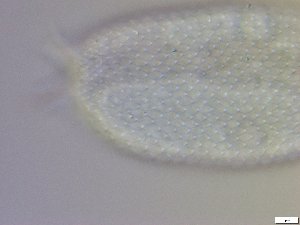  ( - GA_10.5)  @11 [ ] Copyright (2016) Malgorzata Kolicka Department of Animal Taxonomy and Ecology; Adam Mickiewicz University, Poznan