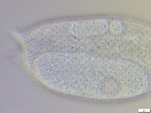  ( - GA_10.5)  @11 [ ] Copyright (2016) Malgorzata Kolicka Department of Animal Taxonomy and Ecology; Adam Mickiewicz University, Poznan