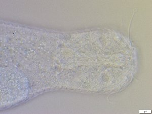  ( - GA_10.5)  @11 [ ] Copyright (2016) Malgorzata Kolicka Department of Animal Taxonomy and Ecology; Adam Mickiewicz University, Poznan