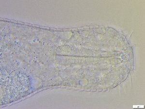  ( - GA_10.5)  @11 [ ] Copyright (2016) Malgorzata Kolicka Department of Animal Taxonomy and Ecology; Adam Mickiewicz University, Poznan