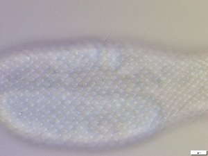  ( - GA_10.5)  @11 [ ] Copyright (2016) Malgorzata Kolicka Department of Animal Taxonomy and Ecology; Adam Mickiewicz University, Poznan