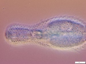  ( - GA_10.6)  @11 [ ] Copyright (2016) Malgorzata Kolicka Department of Animal Taxonomy and Ecology; Adam Mickiewicz University, Poznan