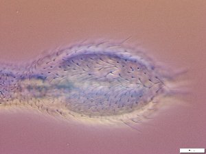  ( - GA_10.6)  @11 [ ] Copyright (2016) Malgorzata Kolicka Department of Animal Taxonomy and Ecology; Adam Mickiewicz University, Poznan