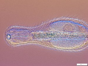  ( - GA_10.6)  @11 [ ] Copyright (2016) Malgorzata Kolicka Department of Animal Taxonomy and Ecology; Adam Mickiewicz University, Poznan