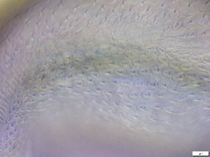  ( - GA_10.6)  @11 [ ] Copyright (2016) Malgorzata Kolicka Department of Animal Taxonomy and Ecology; Adam Mickiewicz University, Poznan