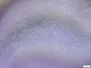 ( - GA_10.6)  @11 [ ] Copyright (2016) Malgorzata Kolicka Department of Animal Taxonomy and Ecology; Adam Mickiewicz University, Poznan