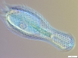  ( - GA_10.6)  @11 [ ] Copyright (2016) Malgorzata Kolicka Department of Animal Taxonomy and Ecology; Adam Mickiewicz University, Poznan