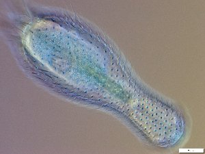  ( - GA_10.6)  @11 [ ] Copyright (2016) Malgorzata Kolicka Department of Animal Taxonomy and Ecology; Adam Mickiewicz University, Poznan