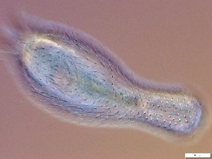  ( - GA_10.6)  @11 [ ] Copyright (2016) Malgorzata Kolicka Department of Animal Taxonomy and Ecology; Adam Mickiewicz University, Poznan