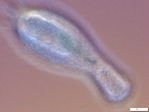  ( - GA_10.6)  @11 [ ] Copyright (2016) Malgorzata Kolicka Department of Animal Taxonomy and Ecology; Adam Mickiewicz University, Poznan