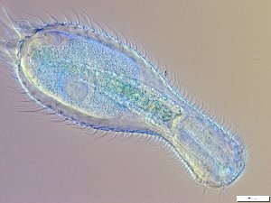  ( - GA_10.6)  @11 [ ] Copyright (2016) Malgorzata Kolicka Department of Animal Taxonomy and Ecology; Adam Mickiewicz University, Poznan