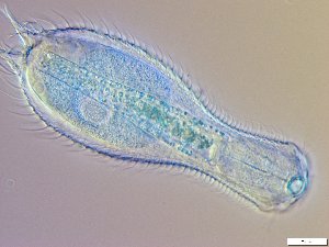  ( - GA_10.6)  @11 [ ] Copyright (2016) Malgorzata Kolicka Department of Animal Taxonomy and Ecology; Adam Mickiewicz University, Poznan