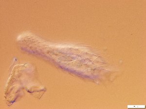  ( - GA_12.14)  @11 [ ] Copyright (2016) Malgorzata Kolicka Department of Animal Taxonomy and Ecology; Adam Mickiewicz University, Poznan