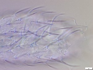  ( - GA_12.14)  @11 [ ] Copyright (2016) Malgorzata Kolicka Department of Animal Taxonomy and Ecology; Adam Mickiewicz University, Poznan
