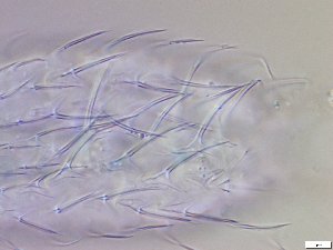  ( - GA_12.14)  @11 [ ] Copyright (2016) Malgorzata Kolicka Department of Animal Taxonomy and Ecology; Adam Mickiewicz University, Poznan