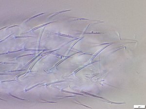  ( - GA_12.14)  @11 [ ] Copyright (2016) Malgorzata Kolicka Department of Animal Taxonomy and Ecology; Adam Mickiewicz University, Poznan