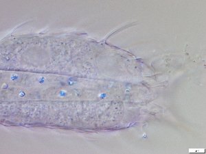  ( - GA_12.14)  @11 [ ] Copyright (2016) Malgorzata Kolicka Department of Animal Taxonomy and Ecology; Adam Mickiewicz University, Poznan