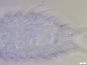  ( - GA_12.14)  @11 [ ] Copyright (2016) Malgorzata Kolicka Department of Animal Taxonomy and Ecology; Adam Mickiewicz University, Poznan