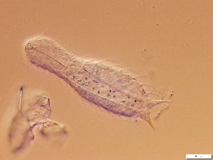  ( - GA_12.14)  @11 [ ] Copyright (2016) Malgorzata Kolicka Department of Animal Taxonomy and Ecology; Adam Mickiewicz University, Poznan